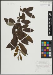 Foto von Salix appendiculata Vill. x Salix caprea L.